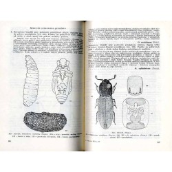 Klucze do oznaczania owadów Polski. Cz.19: Chrząszcze - Coleoptera. Z.59: Gwozdnikowate - Colydiidae, Bothrideridae, Cerylidae,