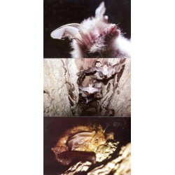[Polskie nietoperze] [Międzynarodowa Noc Nietoperzy IBN'95 21 września 1995] / fot. Bronisław W. Wołoszyn Krzysztof Skrok