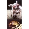 [Polskie nietoperze] [Międzynarodowa Noc Nietoperzy IBN'95 21 września 1995] / fot. Bronisław W. Wołoszyn Krzysztof Skrok