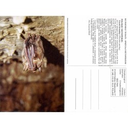 [Polskie nietoperze] [Międzynarodowa Noc Nietoperzy IBN'95 21 września 1995] / fot. Bronisław W. Wołoszyn Krzysztof Skrok