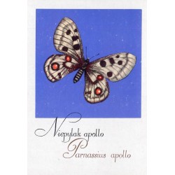 Motyle. Seria 2