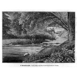 "Z Druskienik. Część parku, z ujściem rzéczki Rotniczanki do Niemna. 519"