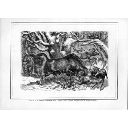 "Obraz č. 4. V plalese evropském. Zubr v zápase s vlky. V pozadí ubíhající losi a na stromě čihající rys."