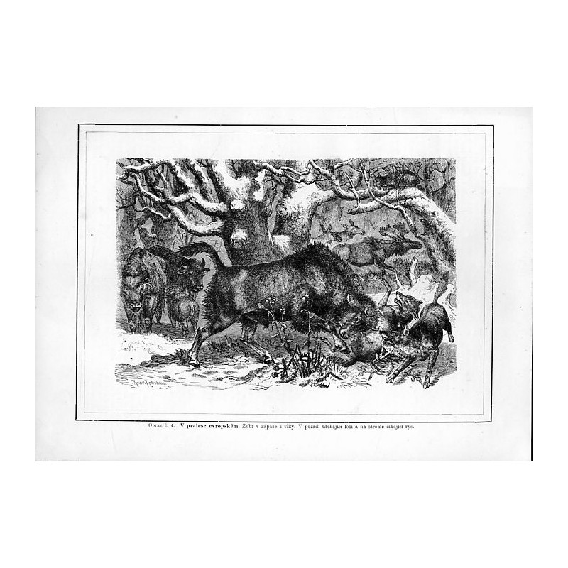 "Obraz č. 4. V plalese evropském. Zubr v zápase s vlky. V pozadí ubíhající losi a na stromě čihající rys."