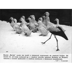 "Bociek "Bartek" [...] Od dwóch lat, od kiedy wyleczyli go z ciężkiej choroby państwo Grońscy ze Słupska, mieszka u swoich opiek