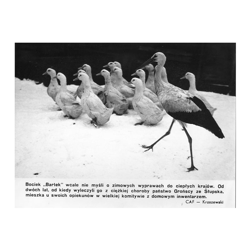 "Bociek "Bartek" [...] Od dwóch lat, od kiedy wyleczyli go z ciężkiej choroby państwo Grońscy ze Słupska, mieszka u swoich opiek