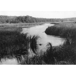 "Rogoźno Wlkp Nad "Wełną" fot: [...] 31-2241"