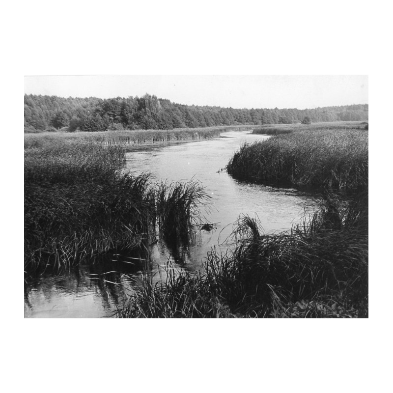 "Rogoźno Wlkp Nad "Wełną" fot: [...] 31-2241"