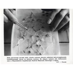 "[...] Na zdjęciu: badania siły kiełkowania żyta w Wojewódzkim Inspektoracie Kontroli Materiału Siewnego w Opolu. CAF - Okoński"