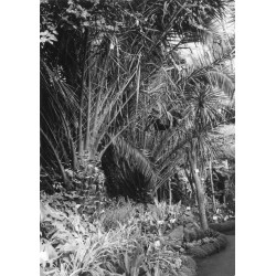 "Lubiechów. Wnętrze palmiarni. 5391/2 36-692"