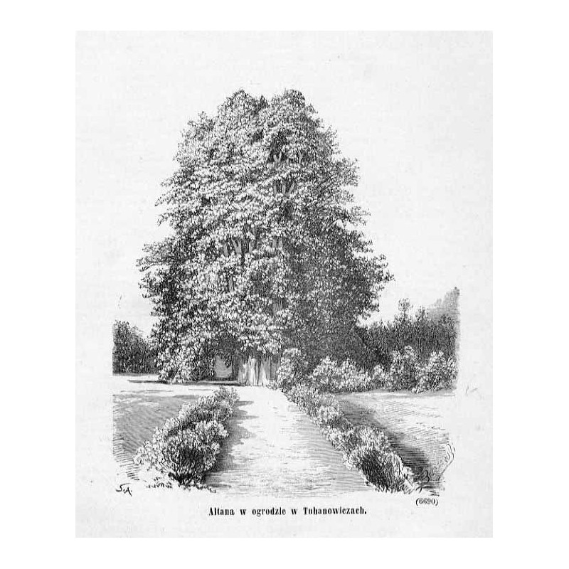 "Altana w ogrodzie w Tuhanowiczach. (6690)"