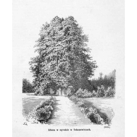 "Altana w ogrodzie w Tuhanowiczach. (6690)"