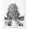 "Altana w ogrodzie w Tuhanowiczach. (6690)"