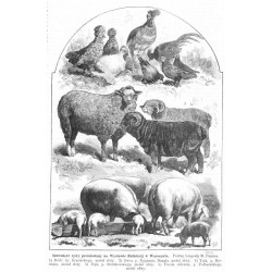 "Inwentarz żywy premiowany na Wystawie Rolniczéj w Warszawie. Podług fotografij M. Fajansa. 1) Drób, hr. Krasińskiego, medal zło