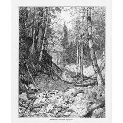 "Waldpartie unterhalb LysaHora."