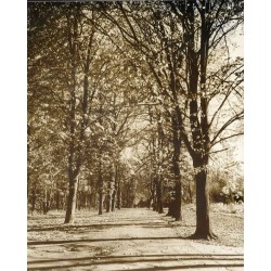 "Czerniejewo Jesień w Parku (Droga prowadząca do Dworku Myśliwskiego) fot. L. Surowiec 71-1239 33223-4 Barwne"