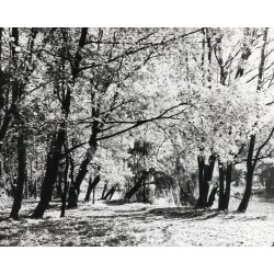 "Czerniejewo Jesień w Parku fot. L. Surowiec 71-1240 33223-6 Barwne"