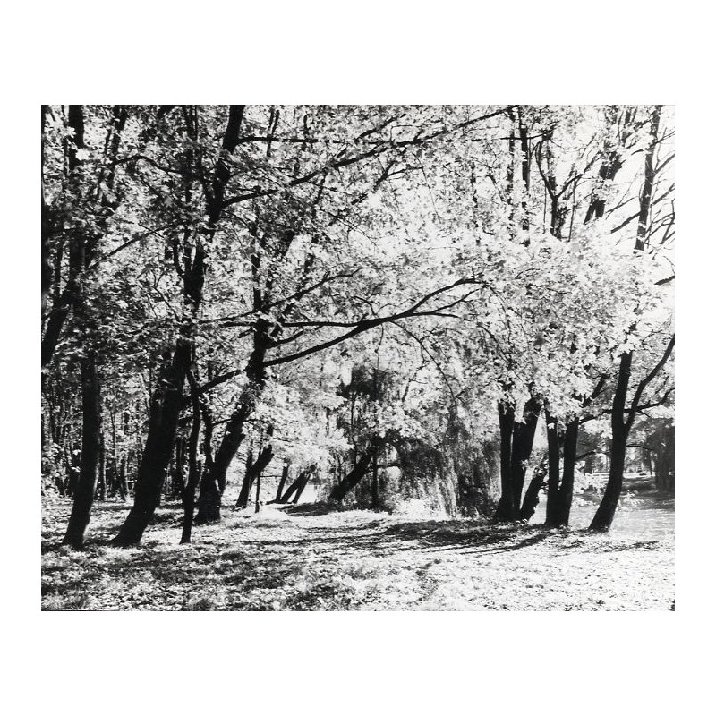 "Czerniejewo Jesień w Parku fot. L. Surowiec 71-1240 33223-6 Barwne"