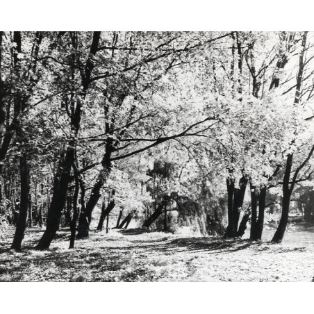 "Czerniejewo Jesień w Parku fot. L. Surowiec 71-1240 33223-6 Barwne"
