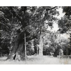 "Rogalin Słynne dęby w Parku Krajobrazowym fot. L. Surowiec 71-1169 32685-5 Barwne"