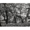 "Manieczki Jesienny Park / Pałac - Muzeum J. Wybickiego / fot. L. Surowiec 33236-5 71-1256 Barwne"