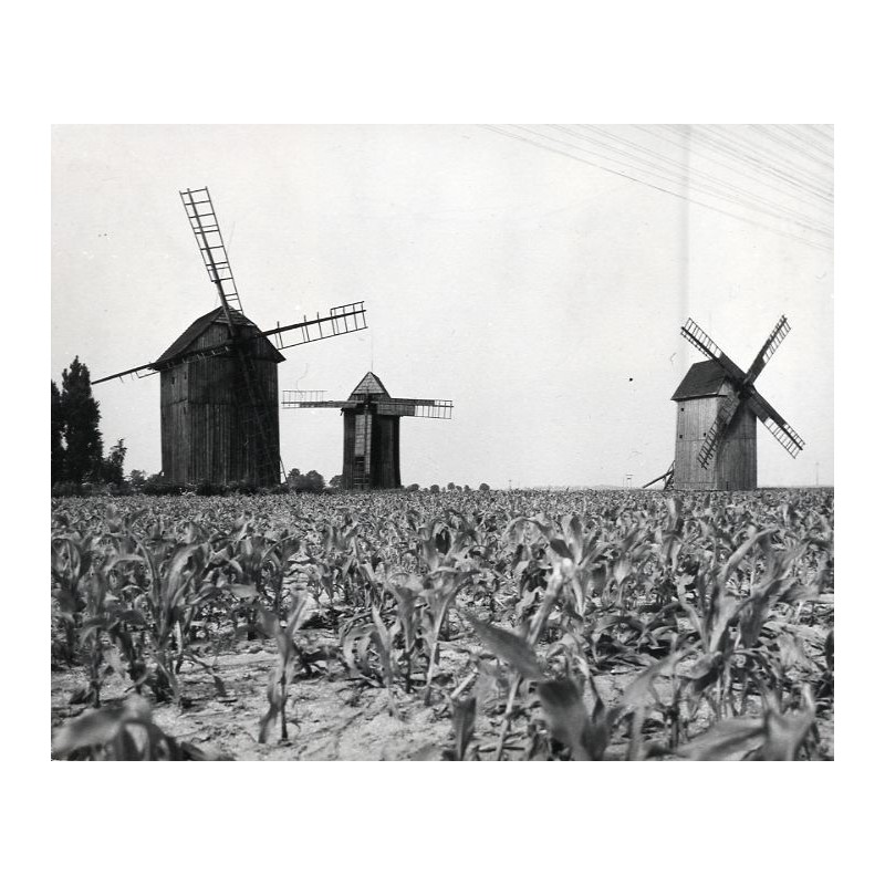 "Środy Wlkp. - Koszuty Wiatraki Koźlaki z XVIII w. fot L. Surowiec 32681-8 71-121 Barwne"