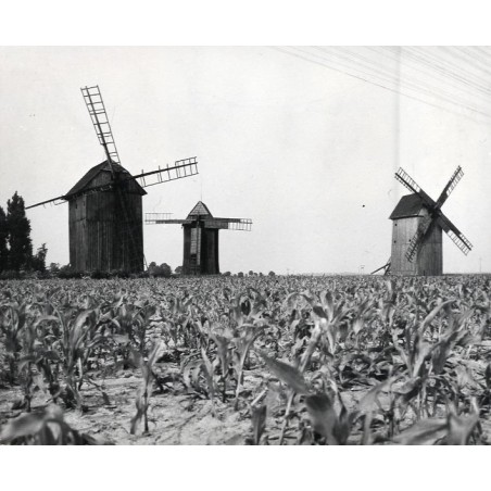 "Środy Wlkp. - Koszuty Wiatraki Koźlaki z XVIII w. fot L. Surowiec 32681-8 71-121 Barwne"