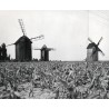 "Środy Wlkp. - Koszuty Wiatraki Koźlaki z XVIII w. fot L. Surowiec 32681-8 71-121 Barwne"
