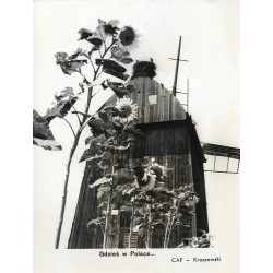 "Gdzieś w Polsce... CAF - Kraszewski" / słoneczniki i wiatrak