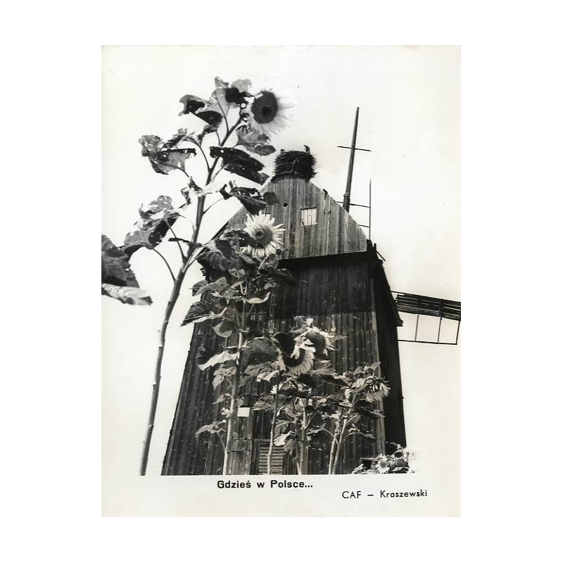 "Gdzieś w Polsce... CAF - Kraszewski" / słoneczniki i wiatrak