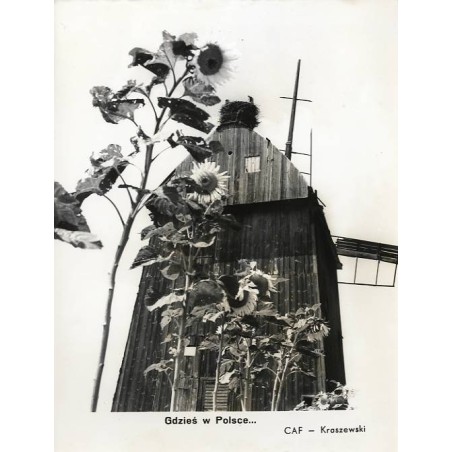 "Gdzieś w Polsce... CAF - Kraszewski" / słoneczniki i wiatrak