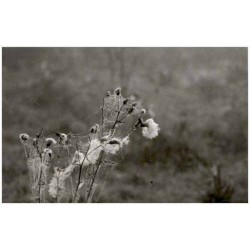 Kompozycja bez tytułu / z cyklu "Ukrzyżowania"