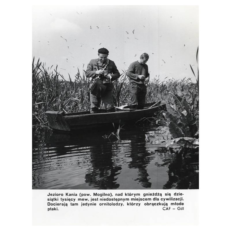 "Jezioro Kania (pow. Mogilno) [...] CAF - Gill"