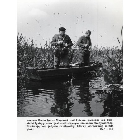 "Jezioro Kania (pow. Mogilno) [...] CAF - Gill"