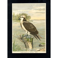 Rybołów / "V. 27 Pandion haliaëtus (L.). Fischadler. Männchen 2/5 natürl. Grösse."