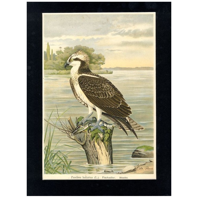 Rybołów / "V. 27 Pandion haliaëtus (L.). Fischadler. Männchen 2/5 natürl. Grösse."
