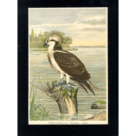 Rybołów / "V. 27 Pandion haliaëtus (L.). Fischadler. Männchen 2/5 natürl. Grösse."
