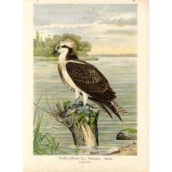 Rybołów / "V. 27 Pandion haliaëtus (L.). Fischadler. Männchen 2/5 natürl. Grösse."
