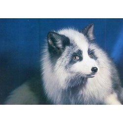 Zwierzęta futerkowe / fot. Andrzej Chmielewski i Marek Czudowski