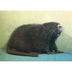 Zwierzęta futerkowe / fot. Andrzej Chmielewski i Marek Czudowski