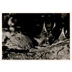 Szpak pospolity (Sturnus vulgaris). Młode w dziupli. Fot. Włodzimierz Puchalski