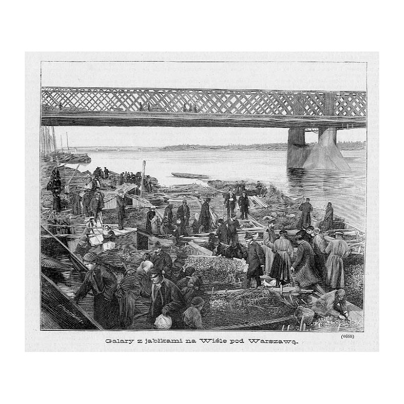 "Galary z jabłkami na Wiśle pod Warszawą. (6688)"