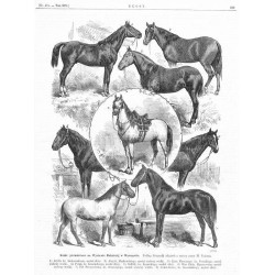 "Konie premiowane na Wystawie Rolniczéj w Warszawie. Podług fotografij zdjętych z natury przez M. Fajansa. 1) Atylla, hr. Grabow