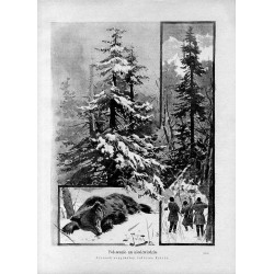 "Polowanie na niedźwiedzia. Rysunek oryginalny Juliusza Fałata. (2379)"
