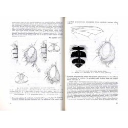 Klucze do oznaczania owadów Polski. Cz.28: Muchówki - Diptera. Z.73c: Rhinophoridae