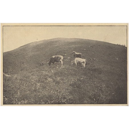 [Jasina] Č.20. Jasina: "Polonina" Menčul. Яcъня: Пoлонина Мeнчyл. [...] / cegiełka