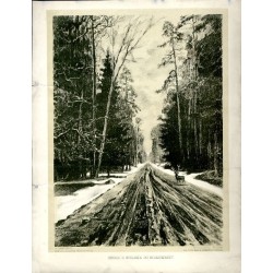 Droga z Bielska do Białowieży / Puszcza Białowieska / "DROGA Z BIELSKA DO BIAŁOWIEŻY."