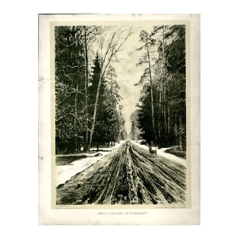 Droga z Bielska do Białowieży / Puszcza Białowieska / "DROGA Z BIELSKA DO BIAŁOWIEŻY."