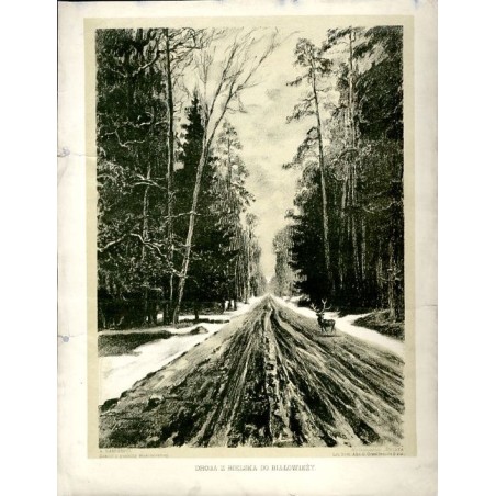 Droga z Bielska do Białowieży / Puszcza Białowieska / "DROGA Z BIELSKA DO BIAŁOWIEŻY."