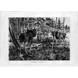 "W zwierzyńcu. Rysunek oryginalny F. Specht'a. (1029)"